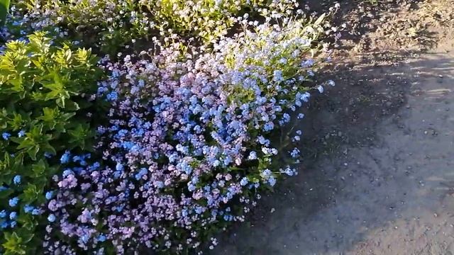 Флокс, тюльпаны, сирень, незабудки, яблоня краснолистная смотреть онлайн