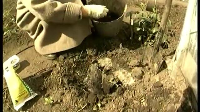 Посадка георгин смотреть онлайн