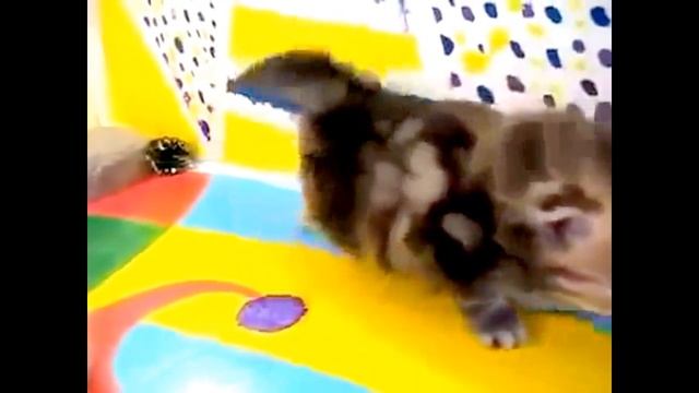 КРАСИВЫЕ  КОТЯТА. ПОДБОРКА МИЛЫХ ЖИВОТНЫХ.