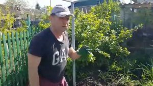 КАК ПРАВИЛЬНО ПОСАДИТЬ ПОМИДОРЫ