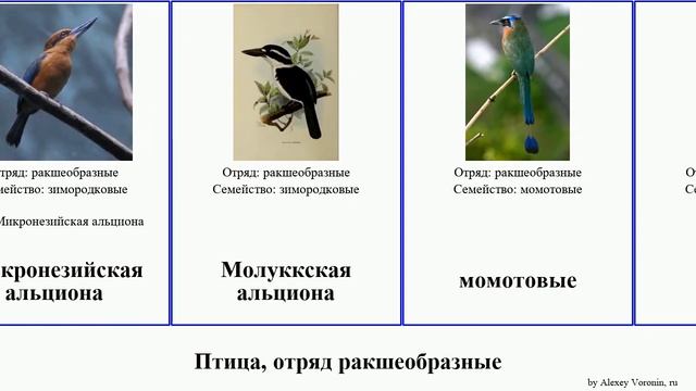 Птица, отряд ракшеобразные зимородок альциона щурка лесной сизоворонка зимородки момот пегий тоди