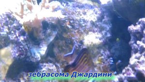 Парусная зебрасома и зебрасома Джардини | Рыбы семейства хирурговые