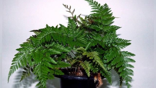 ДАВАЛЛИЯ (DAVALLIA) Папоротник сем. Даваллиевые смотреть онлайн