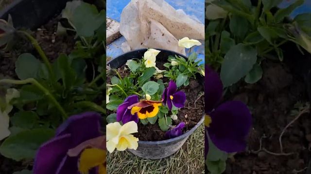 Хвойники на даче. Мульчирование. Прищипка. Зонирование. Май 2023года. смотреть онлайн