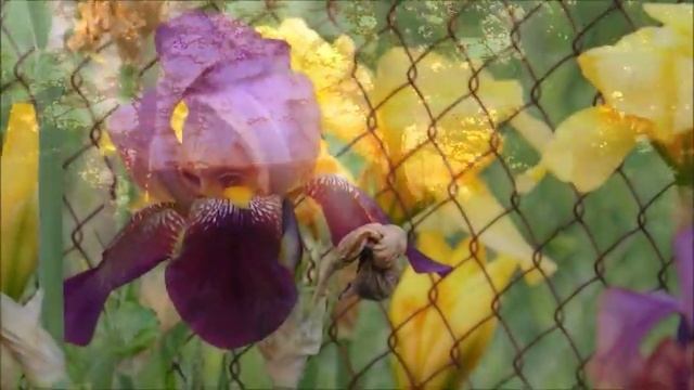 Посёлок Передовой - часть моей России! смотреть онлайн