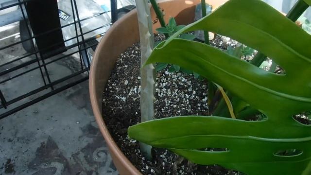 Cultivating a propagated Monstera Deliciosa смотреть онлайн