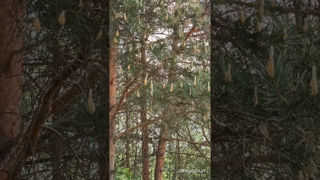А МОЯ ЛЮБОВЬ К ТЕБЕ НЕ РАСТАЕТ..