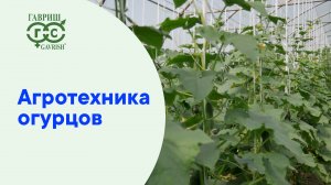 Агротехника огурцов