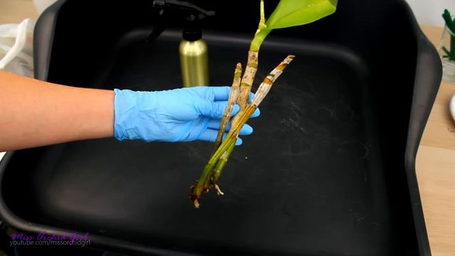 Saving Dendrobium Orchids with mushy, yellow leaves - Long transport смотреть онлайн