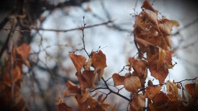 Осенняя Природа. Как я вижу Осень. Моя Осень.