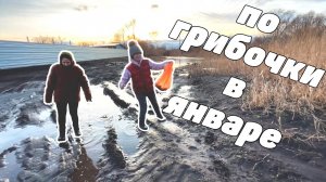 Пошли по грибы в ЯНВАРЕ | Зимние опята