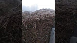 вилы пики на заднюю навеску трактора Т-25. Длина пик 100см.