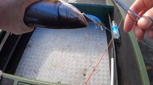 Камчатка 2022 , ловим Гольца и Микижу .