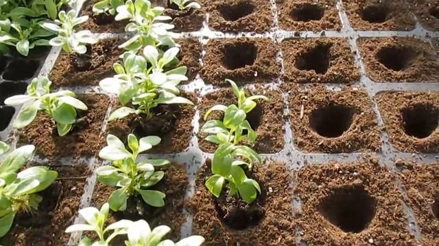 Пикировка Сурфинии и Калибрахоа, обработка от болезней и вредителей смотреть онлайн