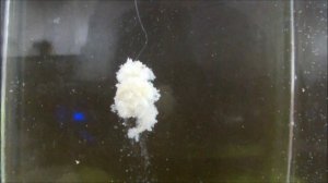 Херабуна.Хлебная насадка-тесто и ловля со дна.