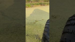 Эскудо на шинах низкого давления Шаина2