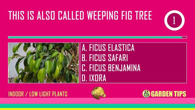 COMMON HOUSE PLANTS (LOW LIGHT INDOOR PLANTS)  | GARDEN QUIZ