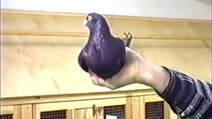 Пермские Голуби Енукова Виктора. Гусь-Хрустальный