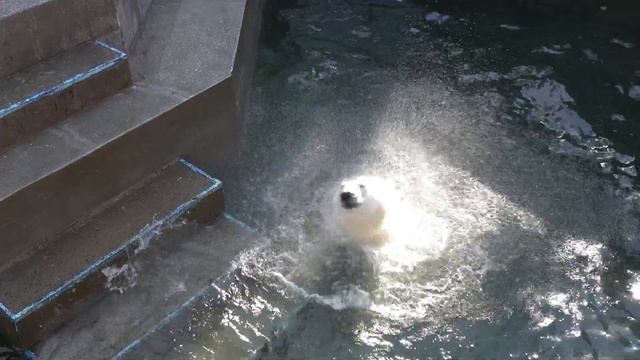 Водное шоу медведя Кая. Часть 2 из 3 х. Шоу началось. 04.10.2022 смотреть онлайн