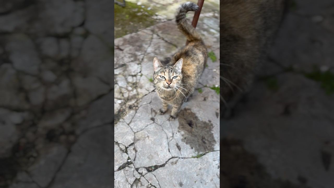Кошечка с накрашенными глазами #красиваякошечка #говорящиекоты