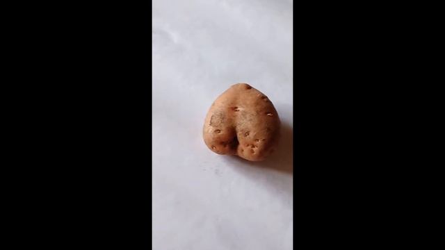 Ездили за картофелем, а нашли какую-то Жопу.. смотреть онлайн