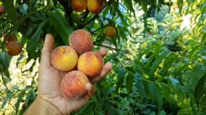 Персик Эрли Крест  |  Peach Early Crest