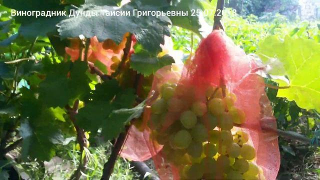 Ранний виноград Супер экстра или Цетрин 25.07.2018 Луганск