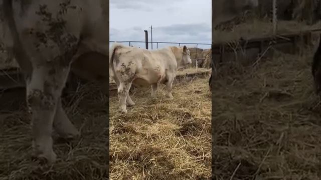 Шароле бык производитель