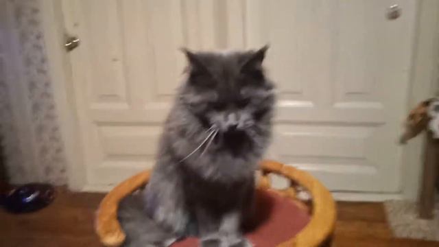 1 год Persida Rysenok(а)Помет Р.10/12/2017.свободна смотреть онлайн