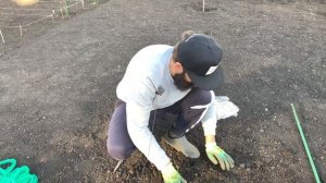 ПОСАДКА ДЕРЕВЬЕВ   ОРЕХ СЕРДЦЕВИДНЫЙ , КАШТАН СЪЕДОБНЫЙ , ЧЕРНЫЙ ОРЕХ ЗИМОСТОЙКИЙ