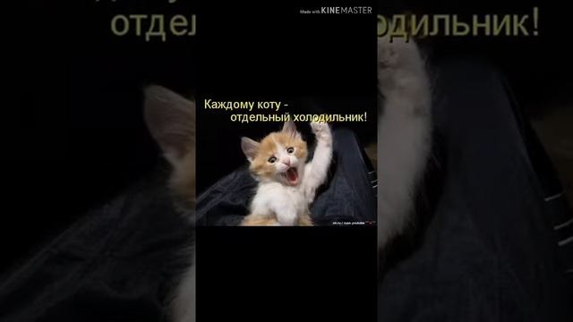 Топ 10смешных картинок про животных