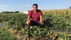 63/20МОНТЕРЕЙ! Клубника Монтерей! Сорт НСД Монтерей! обзор Август 2020