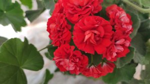 Пеларгония 💕Jagershus Jackpot Joker💕и другие.