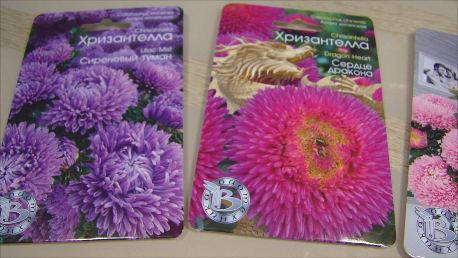 Газания. Хризантелла. Огурцы для ранней грядки!.