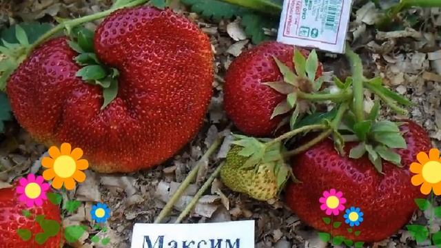 Земляника садовая (Гигантелла Максим). Краткий обзор, описание характеристик, где купить саженцы смотреть онлайн