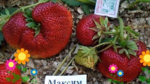 Земляника садовая (Гигантелла Максим). Краткий обзор, описание характеристик, где купить саженцы