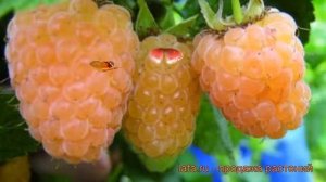 Малина желтоплодная Алтайская десертная ? обзор: как сажать, саженцы малины Алтайская десертная