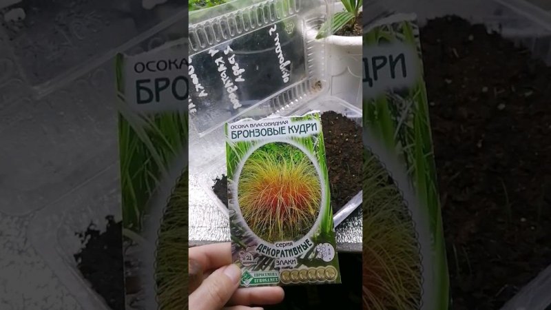 Семена с ВАЛДБЕРИС проснулись #семенасвалдберис #огород #сад #цветы #garden #дача #астрахань