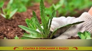 Вещество от сорняков агрокиллер инструкция