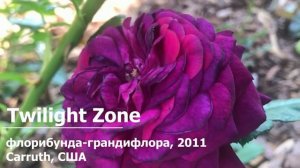 Голубые розы в саду: 14 сортов роз фиолетового и сиреневого цветов