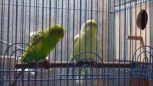 Брачные игры попугаев