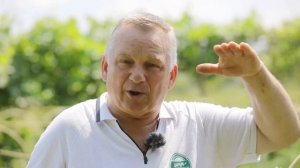 Советы эксперта. Как правильно выращивать помидоры?