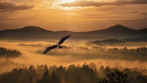 Полёт сокола высоко над лесами