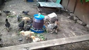 ЦЫПЛЯТА растут НЕ ПО ДНЯМ, а ПО ЧАСАМ/ Чем кормить и как кормить