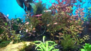 Чистка креветочника полдня времени.mp4