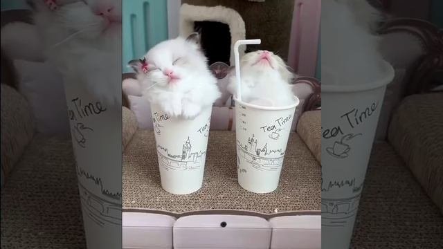 Молочные коттели