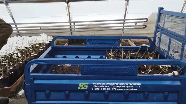 Хранение саженцев роз до поступления в продажу. смотреть онлайн