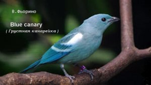 В.Фьорино Blue canary (Грустная канарейка) на гармони