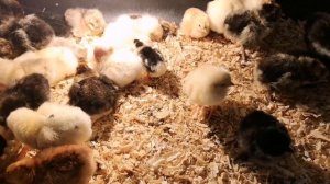 Цыплята бройлеры и несушки. Содержание и рацион.