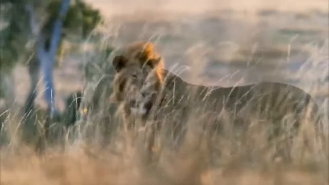 Світ дикої природи (13х26’) смотреть онлайн